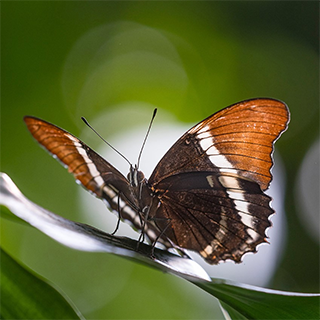 butterfly orange brown