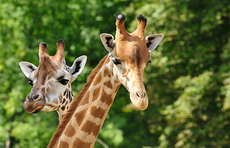 giraffes